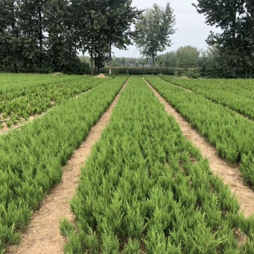 出售自己家蜀块苗80万棵30cm-60cm蜀块快柏