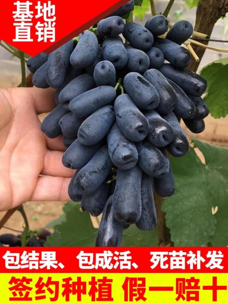 蓝宝石葡萄苗品质优，包成活，可签订合同，包邮到家