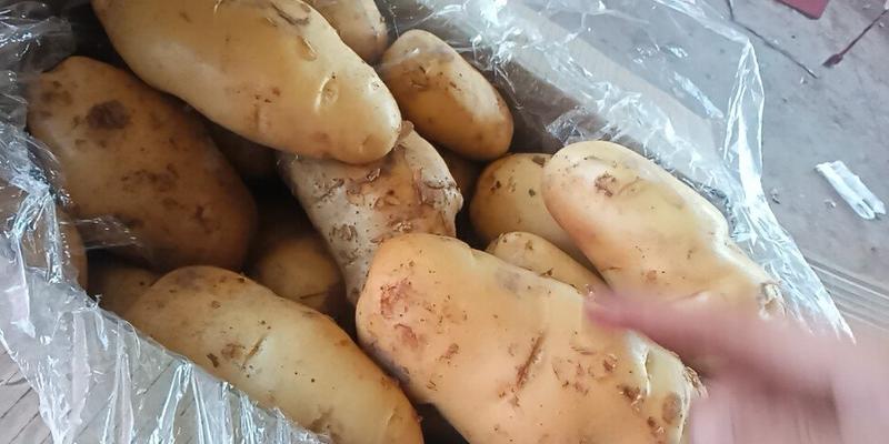 河北永年精品土豆大量供应中，可供大型批发市场