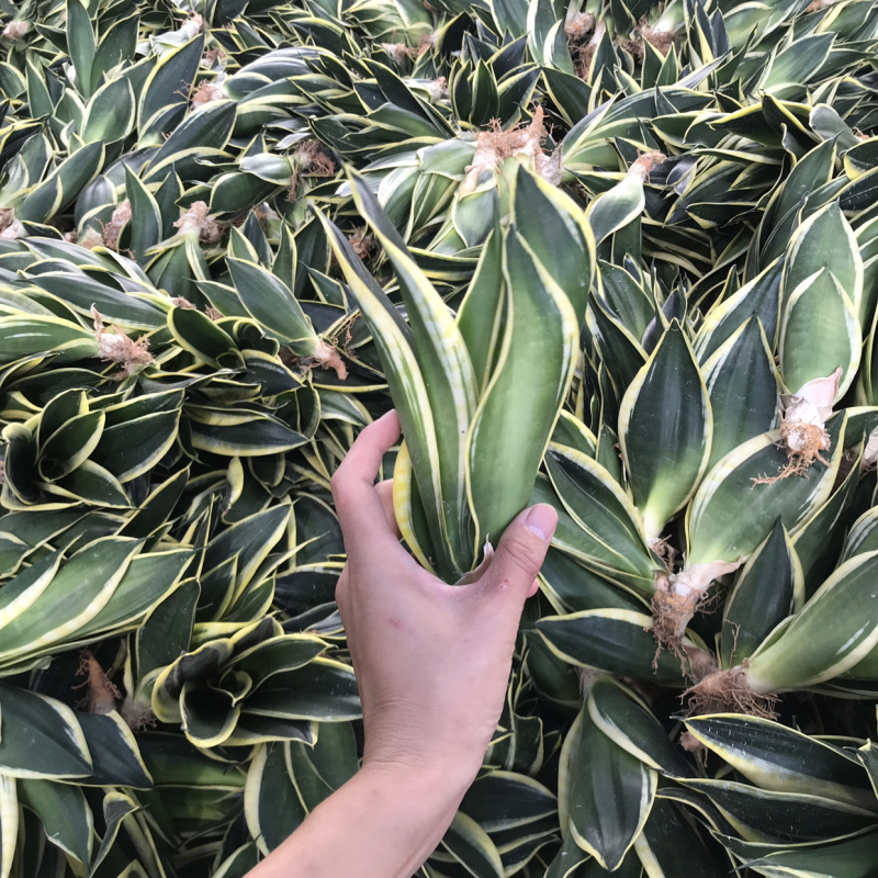 荷花兰虎皮兰