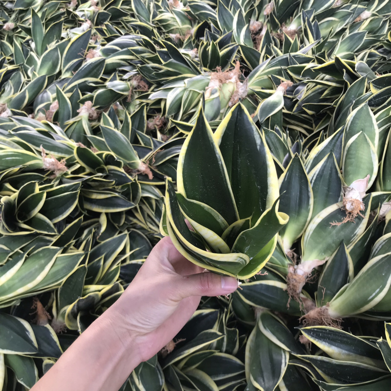 荷花兰虎皮兰