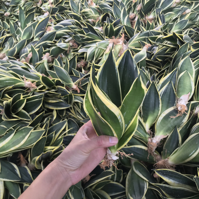 荷花兰虎皮兰