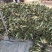 荷花兰虎皮兰