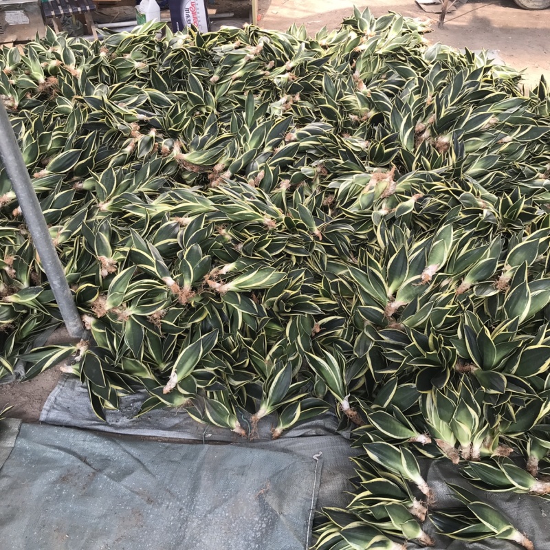 荷花兰虎皮兰