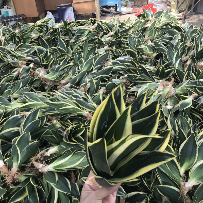 荷花兰虎皮兰
