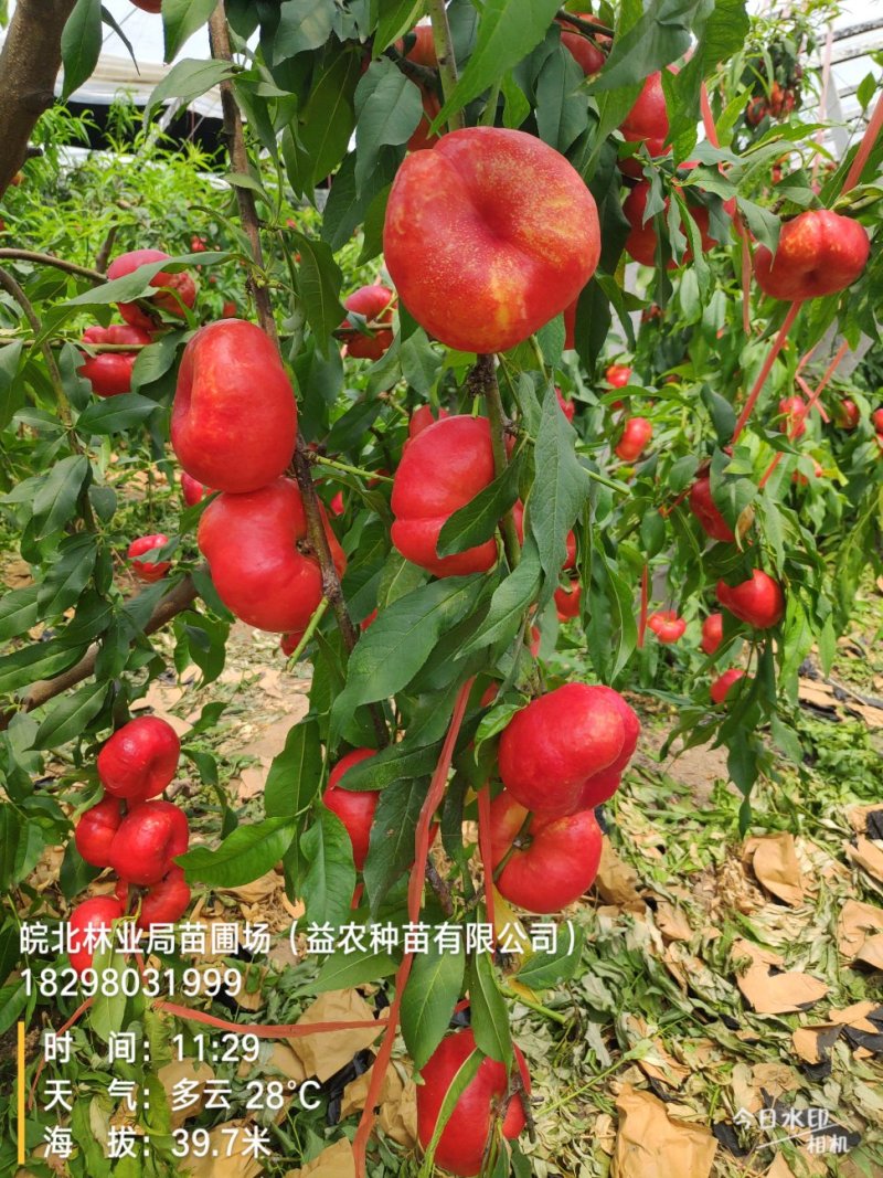 中油蟠9，黄肉油蟠桃，果实饱满，颜色全红，口感蜜甜。