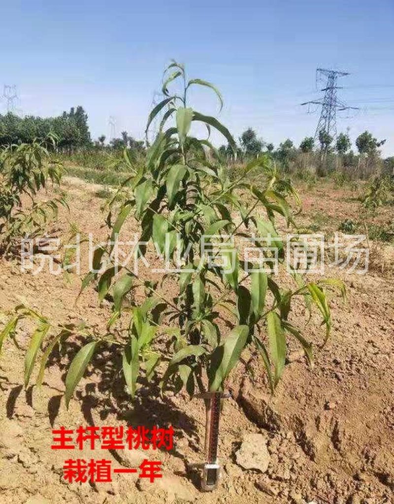 中油蟠9，黄肉油蟠桃，果实饱满，颜色全红，口感蜜甜。