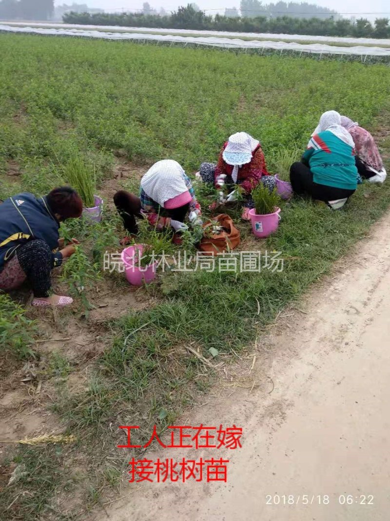 中油蟠9，黄肉油蟠桃，果实饱满，颜色全红，口感蜜甜。