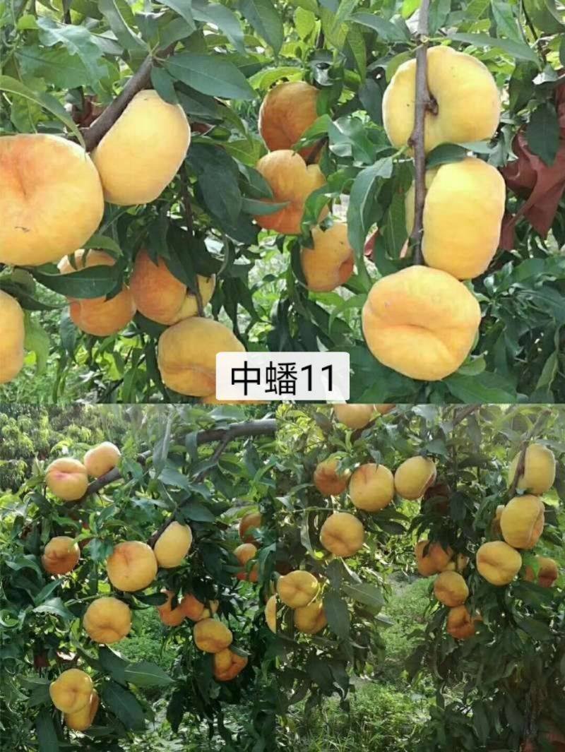中蟠11蟠桃苗，7月中旬成熟，果肉不变软，果香味浓郁