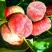 中蟠17蟠桃苗，黄金蟠桃，8月上旬成熟，个头大，果面全