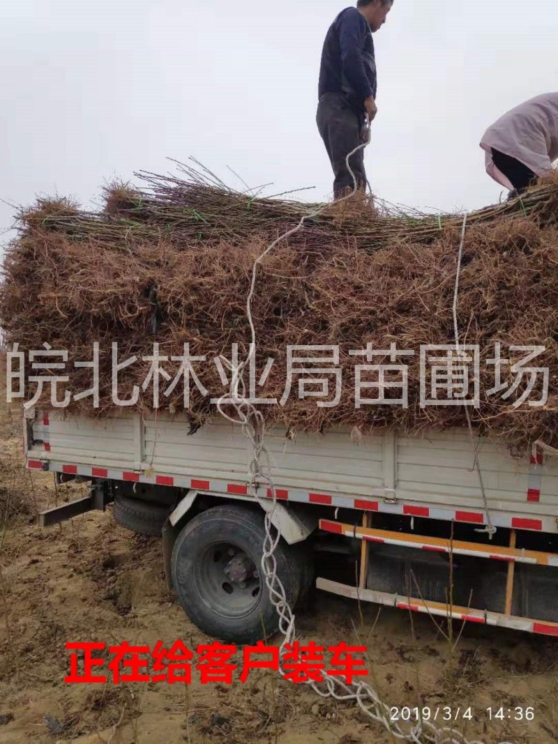 【有好货】黄金密0号桃树苗5月下旬成熟，硬质果肉，脆甜