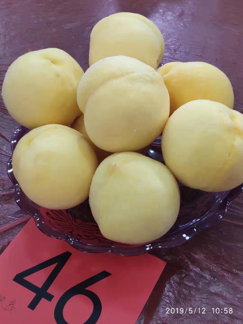 黄金蜜1号黄桃苗，6月初成熟，口感蜜甜，果实饱满，座果率