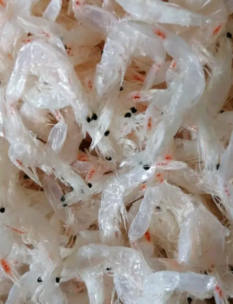 无盐淡干虾皮