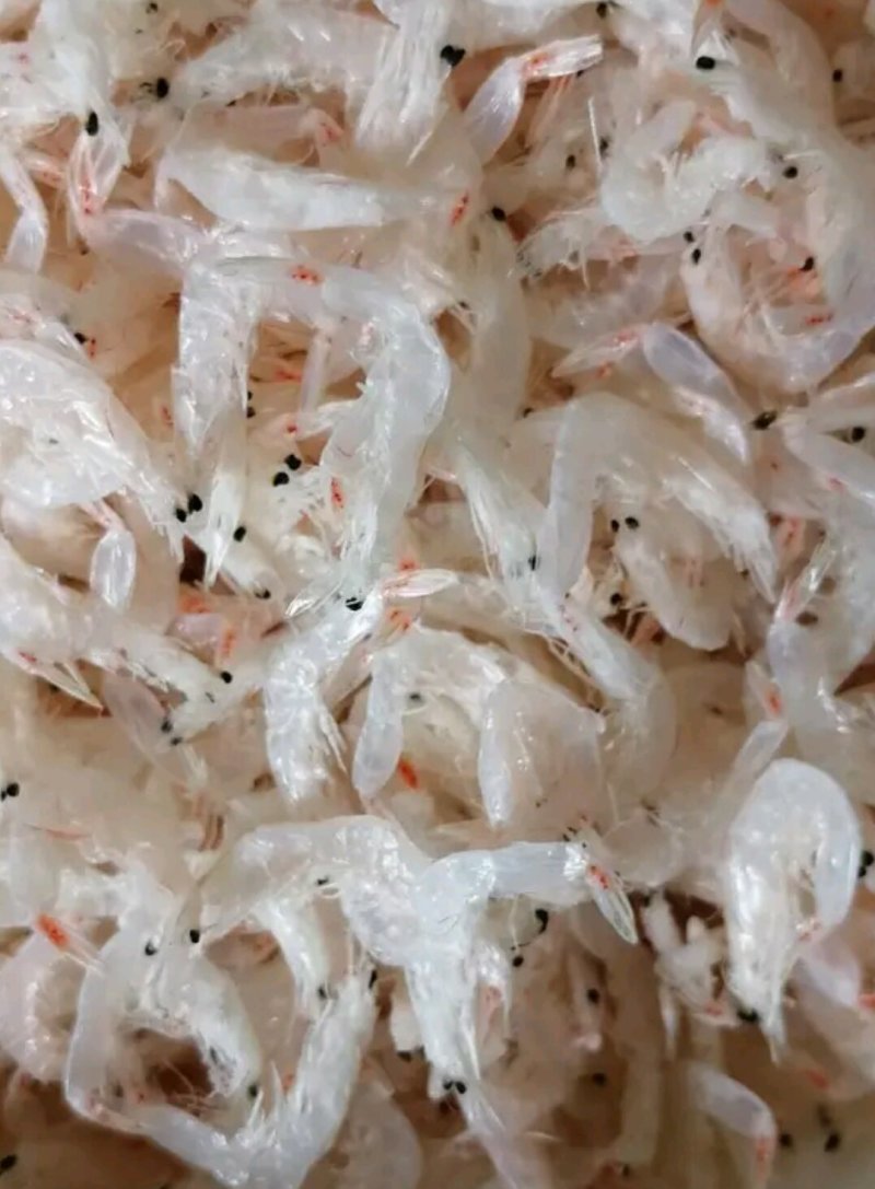 无盐淡干虾皮