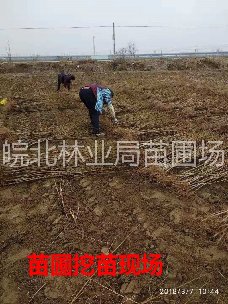 黄金密2号黄桃树苗，7月初成熟，桃子不变软，个大味甜