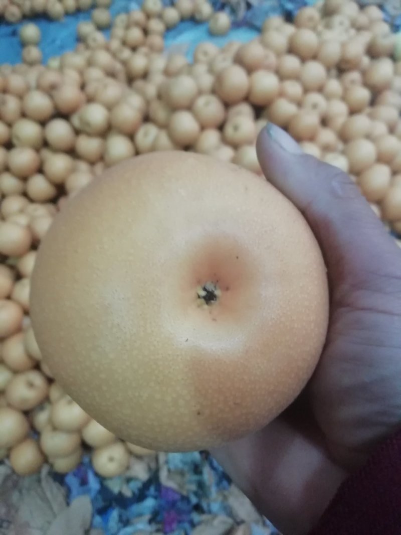 秋月梨大个精品秋月梨