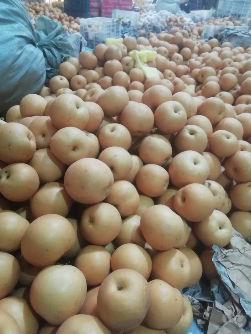 秋月梨大个精品秋月梨