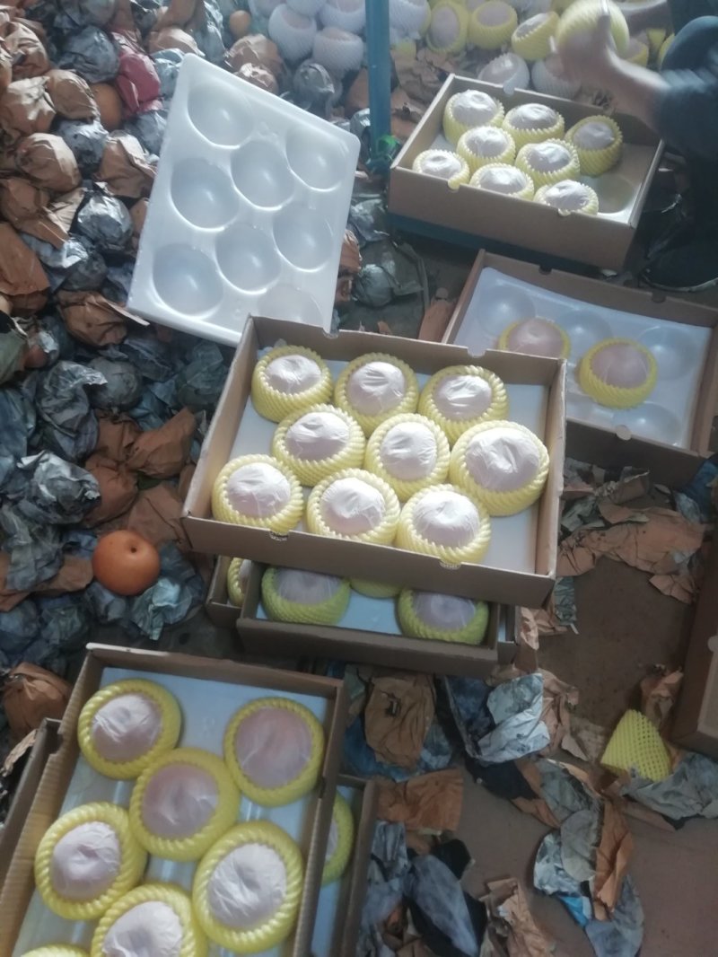 秋月梨大个精品秋月梨