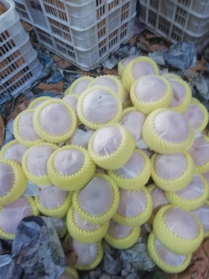 秋月梨大个精品秋月梨