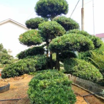 罗汉松别墅首选高端大气各种规格量大优惠