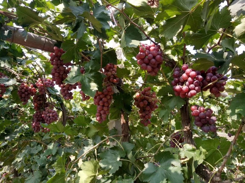 斗南，花红，果红