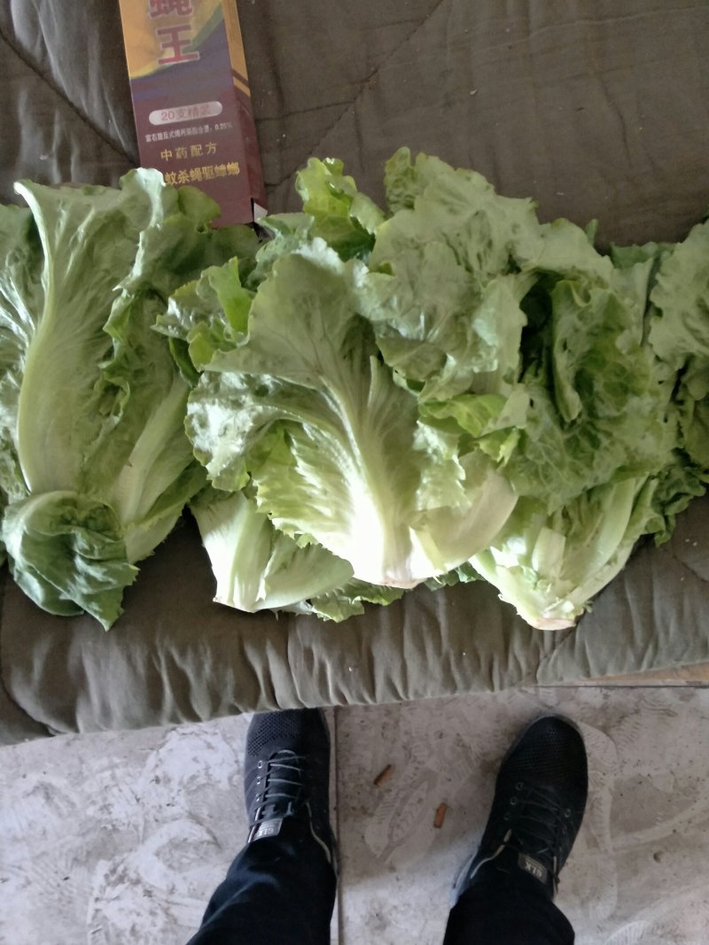 生菜大量上市，一手货源，产地直销，欢迎各位老板前来