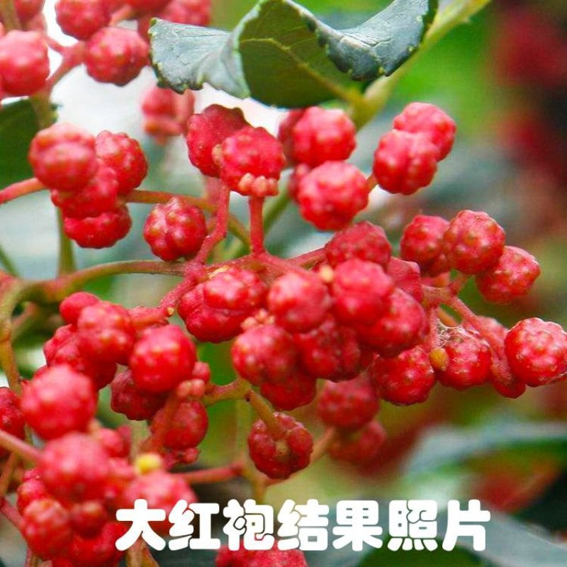 花椒苗1~2年