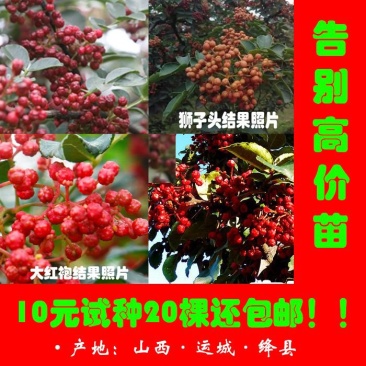 花椒苗1~2年