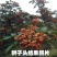 花椒苗1~2年