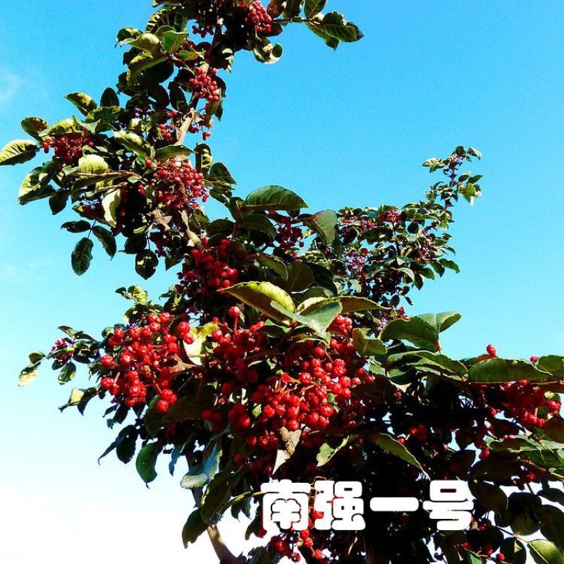 花椒苗1~2年