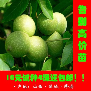 核桃树2cm以下4cm以下0.5~1米
