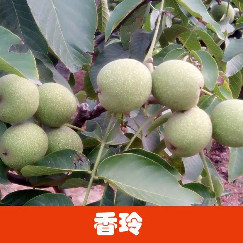 核桃树2cm以下4cm以下0.5~1米