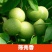 核桃树2cm以下4cm以下0.5~1米