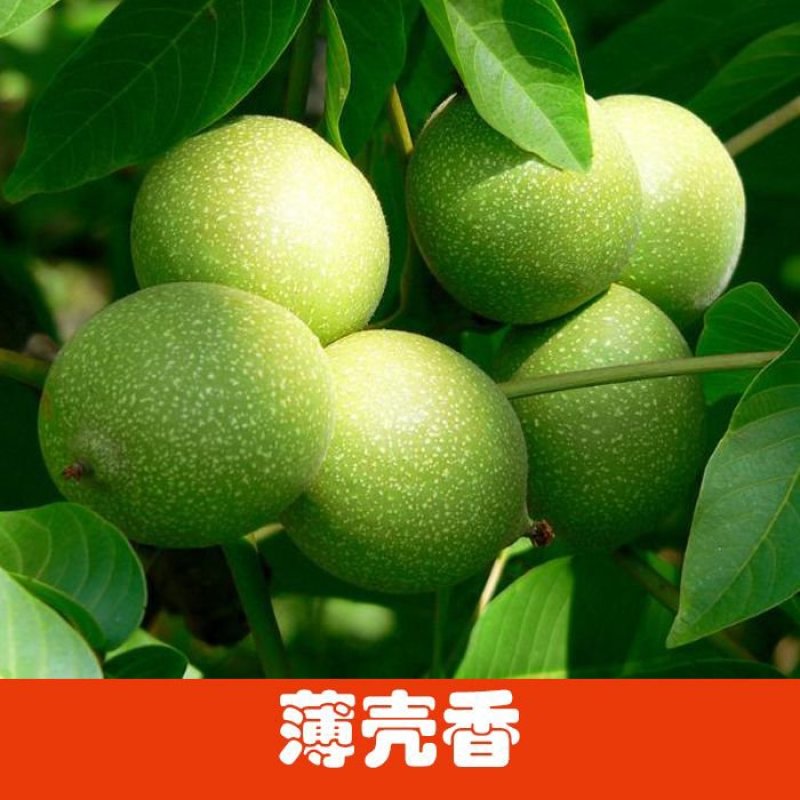 核桃树2cm以下4cm以下0.5~1米