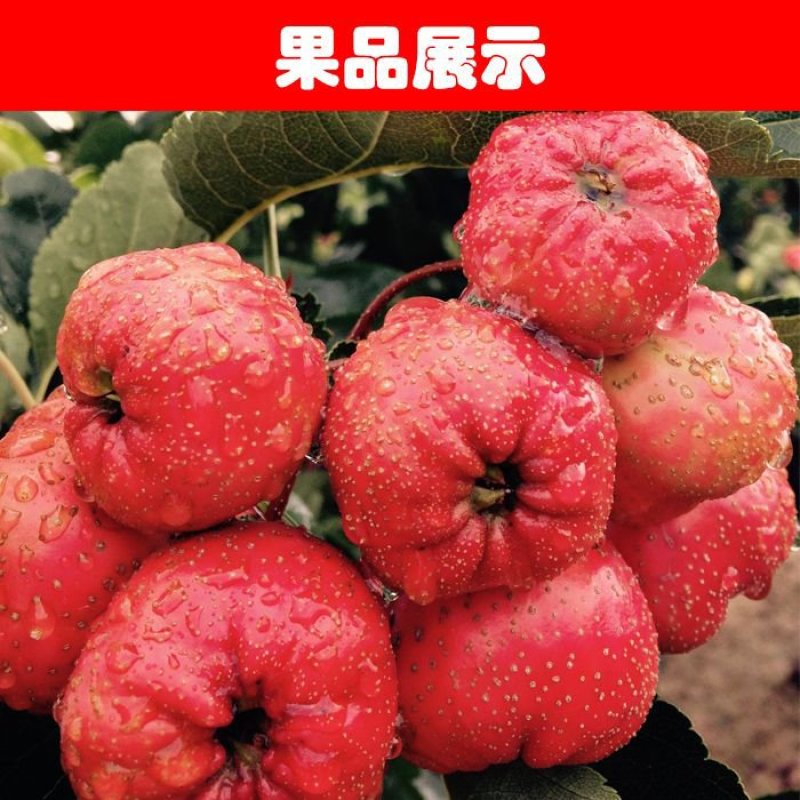 山楂苗30cm以下