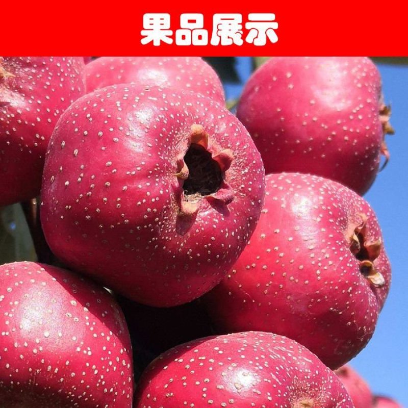 山楂苗30cm以下