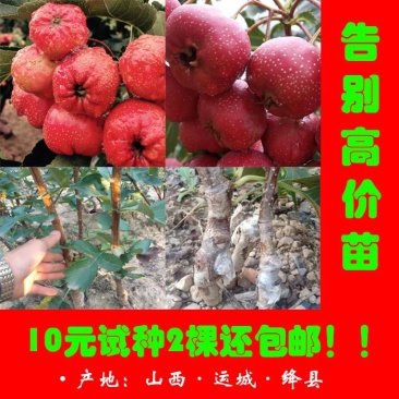 山楂苗30cm以下