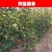 山楂苗30cm以下