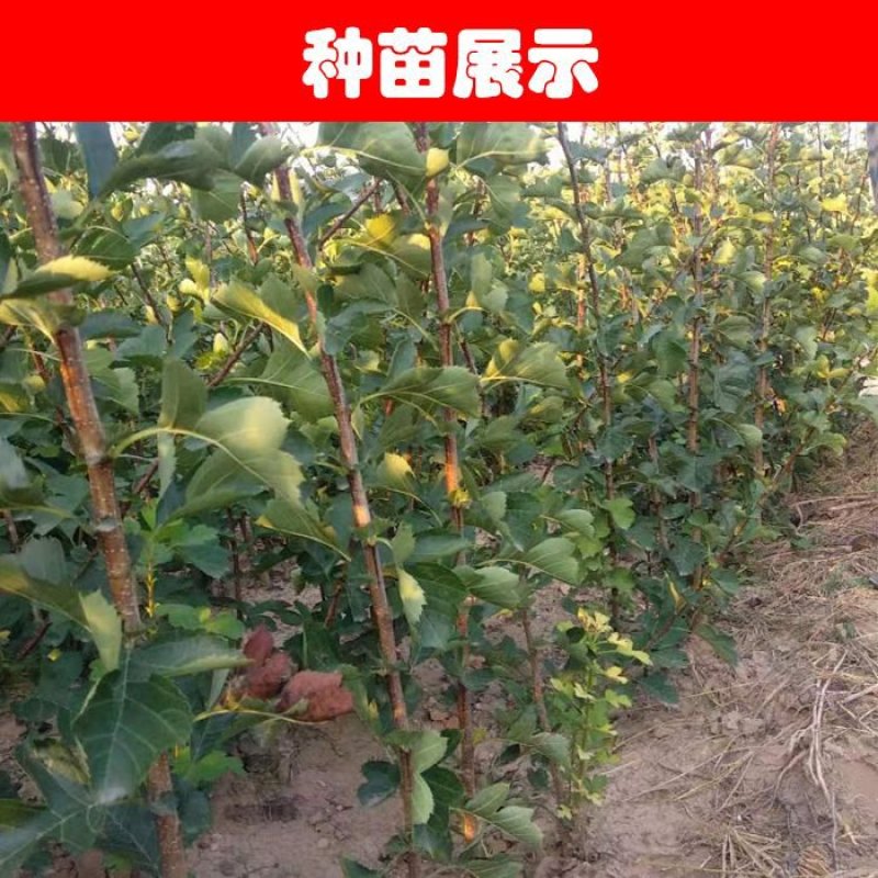 山楂苗30cm以下