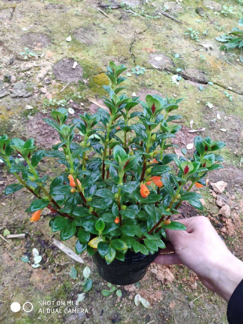 黄花金鱼吊兰基地直发批发13杯14八角盆16红色营养盆