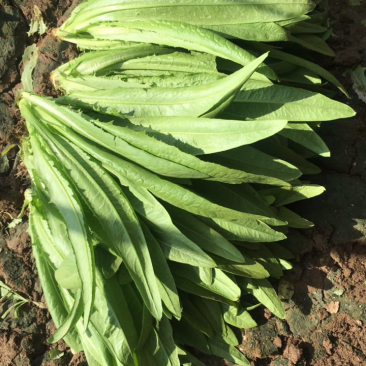精品油麦菜