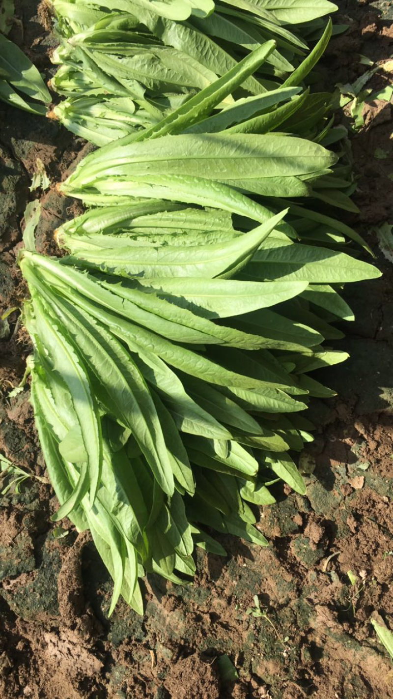 精品油麦菜