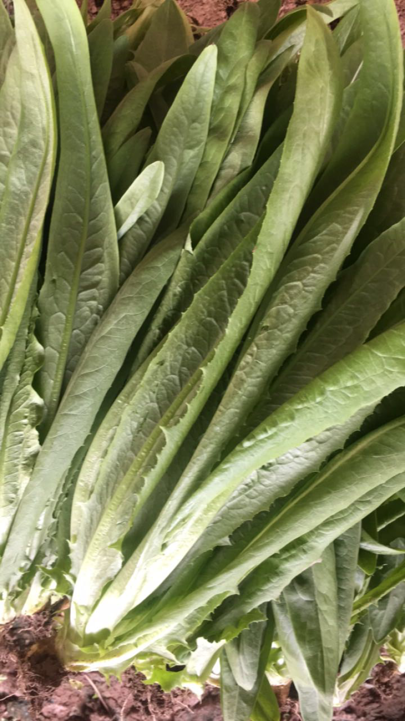 精品油麦菜