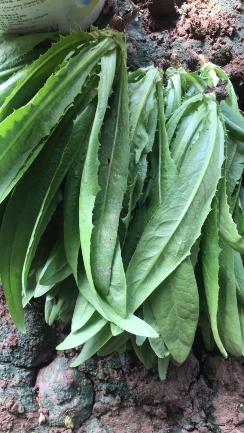 精品油麦菜