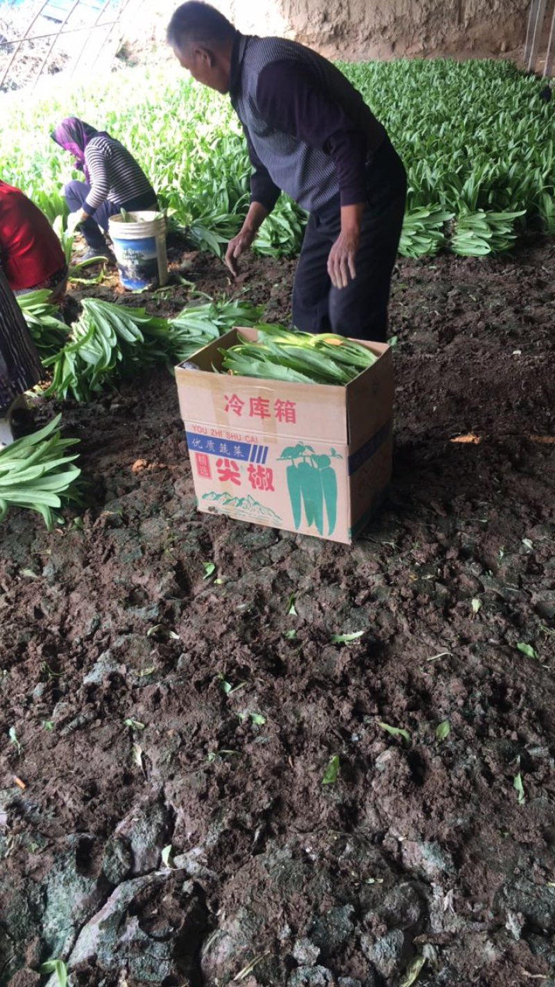 精品油麦菜