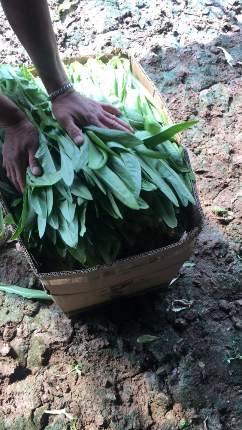精品油麦菜