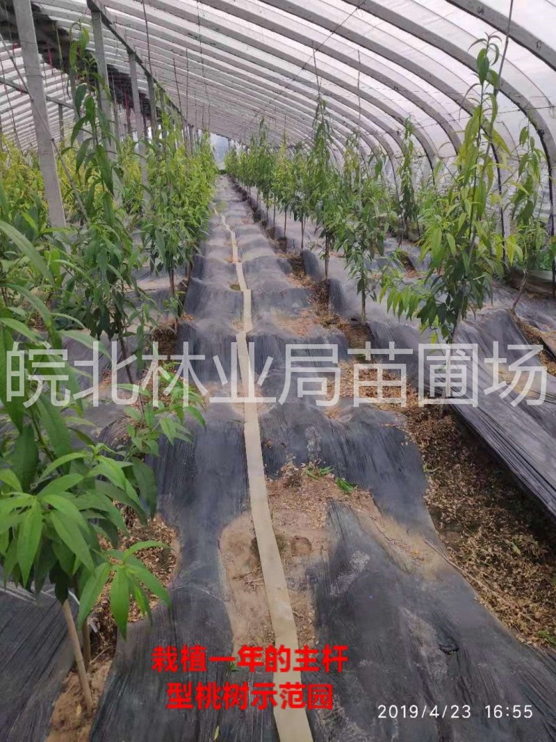 中秋王桃9号，中秋国庆双节上市变软，离核白肉，