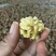 烘烤干香菱，杂果干核桃各个精品