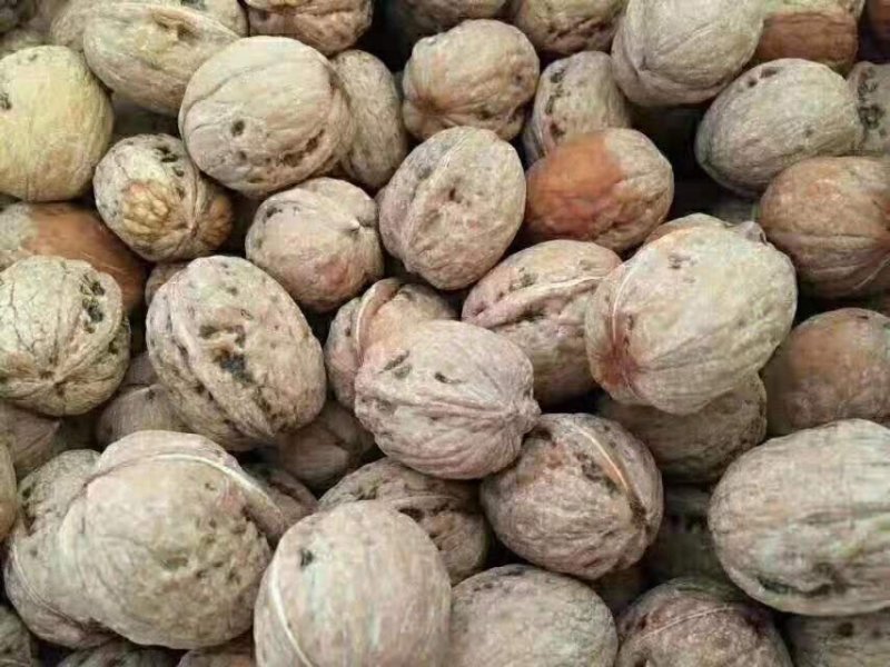 烘烤干香菱，杂果干核桃各个精品