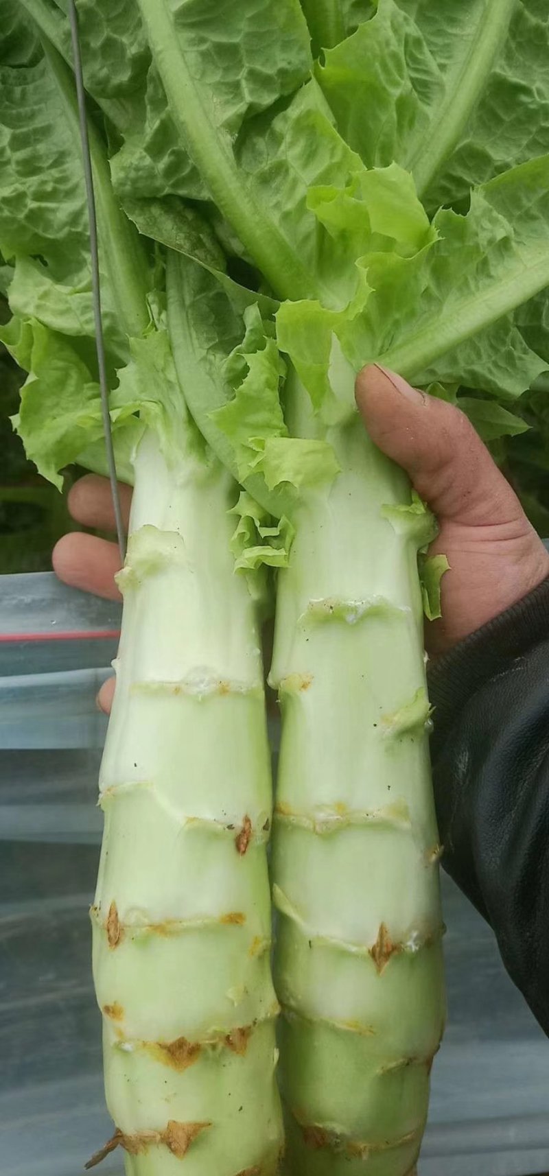 红尖叶莴苣，1.5～2.5斤我处莴苣种植面积有上万亩！